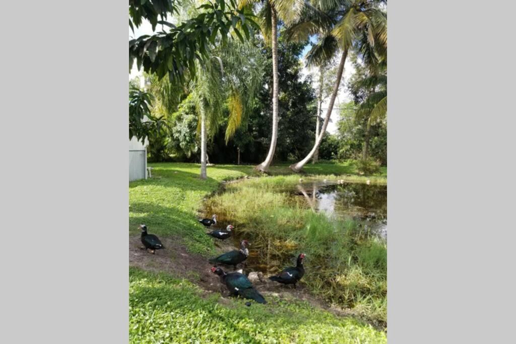 Vila Bonita Oasis Bonita Springs Exteriér fotografie
